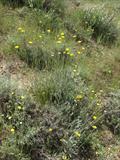 Tripleurospermum disciforme